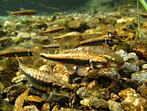Common minnow (Phoxinus phoxinus) matng, in a mountain lake.  Alps, Savoie, France