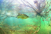 Largemouth bass (Micropterus salmoides) Rio Ebro, Spain, April.