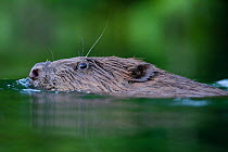 European beaver (Castor fiber) swimming on the surface. River Rhone, Alps, France