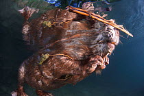 Portrait of an European beaver (Castor fiber) underwater with reed stem. River Rhone, Alps, France, June.