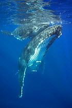 Humpback whale (Megaptera novaeangliae) mother supporting her calf at the water surface, Vava'u, Kingdom of Tonga, South Pacific. September. Both mother and baby have remora fish attached to their und...