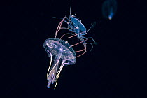 Phyllosoma larva of Spiny lobster (Palinurus sp) riding a Purple jellyfish (Pelagia noctiluca), at night in surface waters of the deep ocean off Kailua Kona, Hawaii,  August. The larval crustacean use...