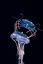 Phyllosoma larva of Spiny lobster (Palinurus sp.) riding a Purple jellyfish (Pelagia noctiluca), at night in surface waters of the deep ocean off Kailua Kona, Hawaii, USA. August. The larval crustacea...