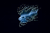 Cusk eel larva (Brotulotaenia nielseni) in surface waters of deep open ocean at night, Kona, Hawaii,  August. The larval stage of this fish is translucent and has elaborated fin rays and an external g...