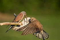 Female kestrel (Falco tunniculus) taking lizard prey gift  from male,   Mayenne, France