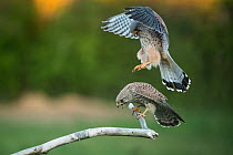 Kestrels (Falco tunniculus) about to mate,  Mayenne, France