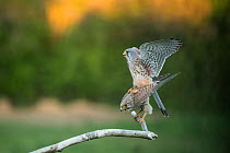 Kestrels (Falco tunniculus) mating,  Mayenne, France
