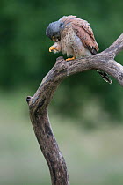 Kestrel ( Falco tunniculus)  preening feathers,   Mayenne, France