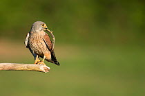 Male Kestrel (Falco tunniculus)  with lizard prey for his mate,   Mayenne, France
