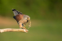 Male kestrel (Falco tunniculus)  with lizard prey for his mate,   Mayenne, France