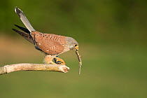 Male kestrel ( Falco tunniculus)  with lizard prey for his mate,   Mayenne, France
