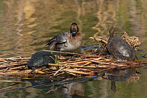 Common pochard (Aythya ferina) female on mat of vegetation with European pond terrapin (Emys obicularis) in the lake at Quinta do Lago, part of the Ria Formosa Nature Reserve, Algarve, Portugal, Febru...