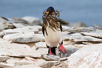 Imperial shag (Phalacrocorax atriceps albiventer) adult on rocks with a beakful of nesting material, Sealion Island, Falkland Islands. December.
