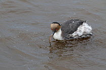 Silvery grebe (Podiceps occipitalis) with a feather in its beak on a pond Sealion Island, Falkland Islands, December.