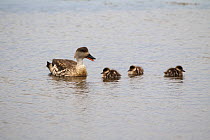 Crested duck (Lophonetta specularioides specularioides) adult and three ducklings in a freshwater pool, Bleaker Island, Falkland Islands, December.