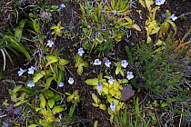 Butterwort (Pinguicula corsica) on roadside bank, Asco Valley, Corsica, France.