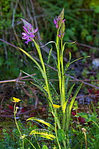 Wedge-lipped orchid (Dactylorhiza saccifera) Cervellu Valley, Corsica France, May.