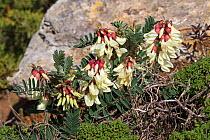 Milkvetch (Astragalus lusitanicus) flowers,  Cap St Vincent Algarve Portugal, February.