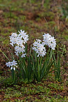 Paperwhite narcissus (Narcissus papyraceus) Bocca do Rio Algarve Portugal, February.
