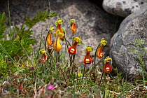 Lady's slipper flowers (Calceolaria fothergillii) group growing beside rocks, Bleaker Island, Falkland Island, November.