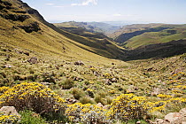 Sani Pass, Drakensberg Mountains, UNESCO World Heritage Site, South Africa