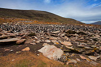 Lichen covered rocks with Rockhopper penguin (Eudyptes chrysocome) and Imperial shag (Phalacrocorax atriceps albiventer) colony beyond Saunders Island, Falkland Islands, November.