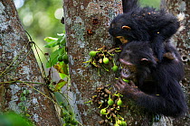 Eastern chimpanzee (Pan troglodytes schweinfurtheii) female 'Golden' aged 15 years with her daughter 'Glamour' aged 21 months feeding on figs . Gombe National Park, Tanzania.