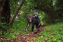 Eastern chimpanzee (Pan troglodytes schweinfurtheii) female 'Golden' aged 15 years carrying her infant daughter 'Glamour' aged 21 months on her back . Gombe National Park, Tanzania.