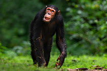 Eastern chimpanzee (Pan troglodytes schweinfurtheii) juvenile male &#39;Gimli&#39; aged 9 years walking on a track . Gombe National Park, Tanzania.