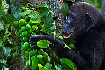 Eastern chimpanzee (Pan troglodytes schweinfurtheii) female &#39;Gremlin&#39; aged 42 years feeding on figs . Gombe National Park, Tanzania.