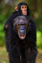 Eastern chimpanzee (Pan troglodytes schweinfurtheii) female 'Gremlin' aged 42 years carrying her son 'Gizmo' aged 3 years and 9 months on her back . Gombe National Park, Tanzania.