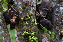 Eastern chimpanzee (Pan troglodytes schweinfurtheii) female 'Gremlin' aged 42 years and her juvenile son 'Gizmo' aged 3 years and 9 months feeding on figs . Gombe National Park, Tanzania.