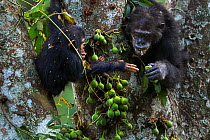 Eastern chimpanzee (Pan troglodytes schweinfurtheii) female 'Gremlin' aged 42 years sharing figs with her juvenile son 'Gizmo' aged 3 years and 9 months . Gombe National Park, Tanzania.