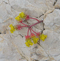 Painted euphorbia (Euphorbia linifolia) Pomegues Island, Frioul Archipelago, Marseille, France April.