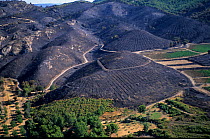 View of extensive area burnt by fire, Plateau de l'Arbois, Aix-en-Provence, France. September 2003.