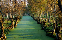 European ash  (Fraxinus excelsior) trees bordering a canal / dyke  in the Marais Poitevin wetlands, Saint Hilaire la Palud, France, November.