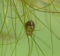 Creeping water bugs (Naucoridae)  Camargue, France, June.