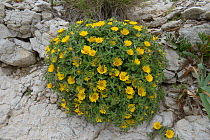 Flowers (Pallenis maritima) Pomegues Island, Frioul Archipelago, France. June.