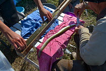 Scientists measuring European eels (Anguilla anguilla) during research, La Gacholle. Camargue, France, April.
