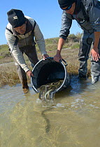 Scientists releasing European eel (Anguilla anguilla) after they were caught during research, La Gacholle, Camargue, France. April.