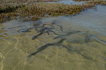 European eels (Anguilla anguilla) released after scientific research, La Gacholle, Camargue, France. April.