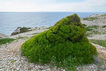 False olive (Phillyrea angustifolia) plant on beach, Pomegues Island, Frioul Archipelago, Marseille, France, April.
