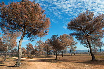 Aleppo pine (Pinus halepensis)  trees burnt by fire, Etang de Berre, Provence, France.