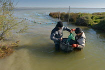 Trapping  European eels  (Anguila  anguilla) in the Camargue, for scientific research by the biological research station of  Tour du Vala.