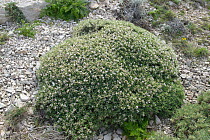 Marseille Milkvetch (Astragalus tragacantha) Frioul archipelago, Marseille, France. April.