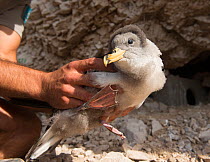 Cory's shearwater (Calonectris diomedea) juvenile with dark fluff collar on the head, handled by scientist during bird ringing. Frioul archipelago, Marseille, France.