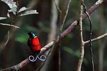 Wilson&#39;s bird-of-paradise (Cicinnurus respublica), Waigeo, Raja Ampat, Western Papua, Indonesian New Guinea