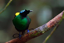 Wilson's bird-of-paradise (Cicinnurus respublica), Waigeo, Raja Ampat, Western Papua, Indonesian New Guinea