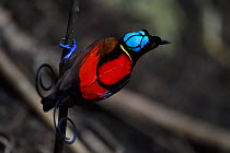 Wilson's bird-of-paradise (Cicinnurus respublica), Waigeo, Raja Ampat, Western Papua, Indonesian New Guinea