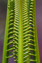 Cycad palm leaves, Wayag, Raja Ampat, Western Papua, Indonesian New Guinea.